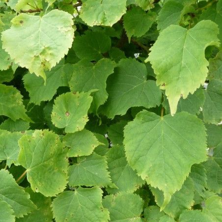 Tilia cordata lico