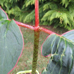 Arisaema speciosum magnificum