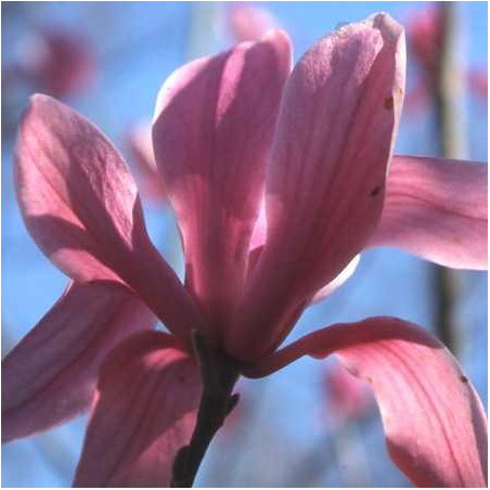 Magnolia 'galaxy'