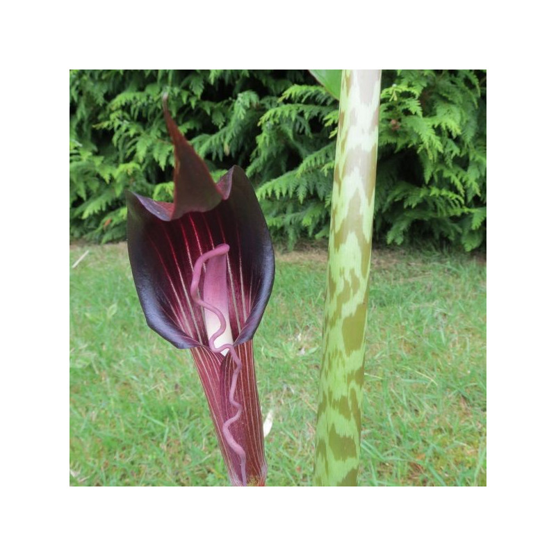 Arisaema speciosum magnificum