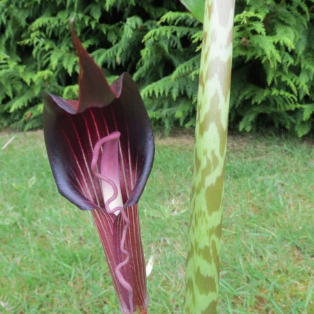 Arisaema speciosum magnificum