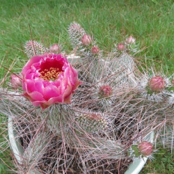 Opuntia polyacantha Juliette