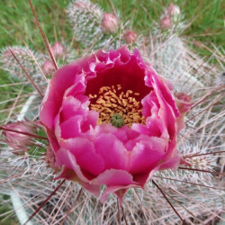 Opuntia polyacantha Juliette