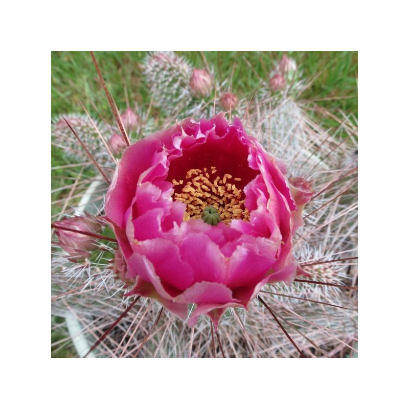 Opuntia polyacantha Juliette