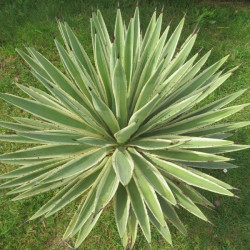 Agave augustifolia marginata