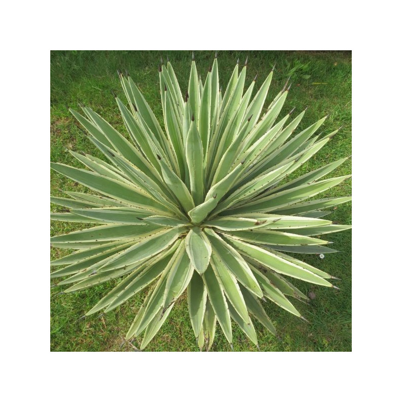 Agave augustifolia marginata Agave augustifolia marginata