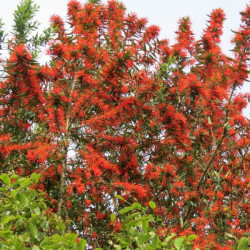 Embothrium coccineum lanceolatum