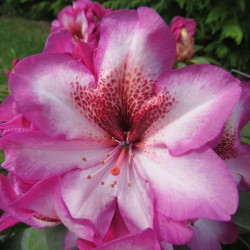 Rhododendron midnight mystique