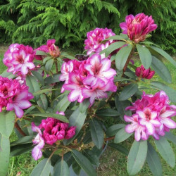 Rhododendron midnight mystique