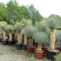 Yucca rostrata