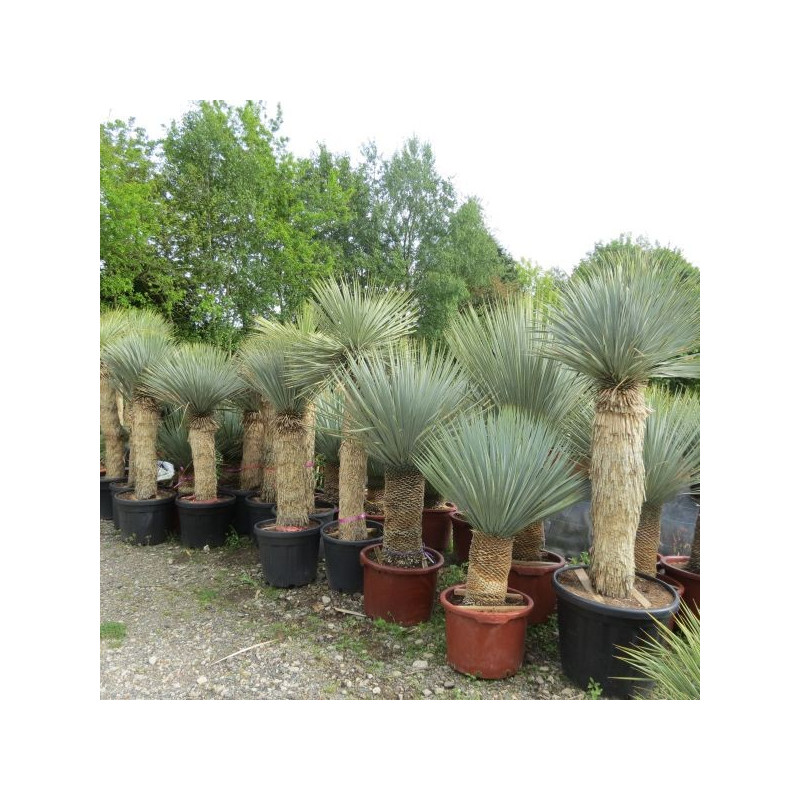 Yucca rostrata