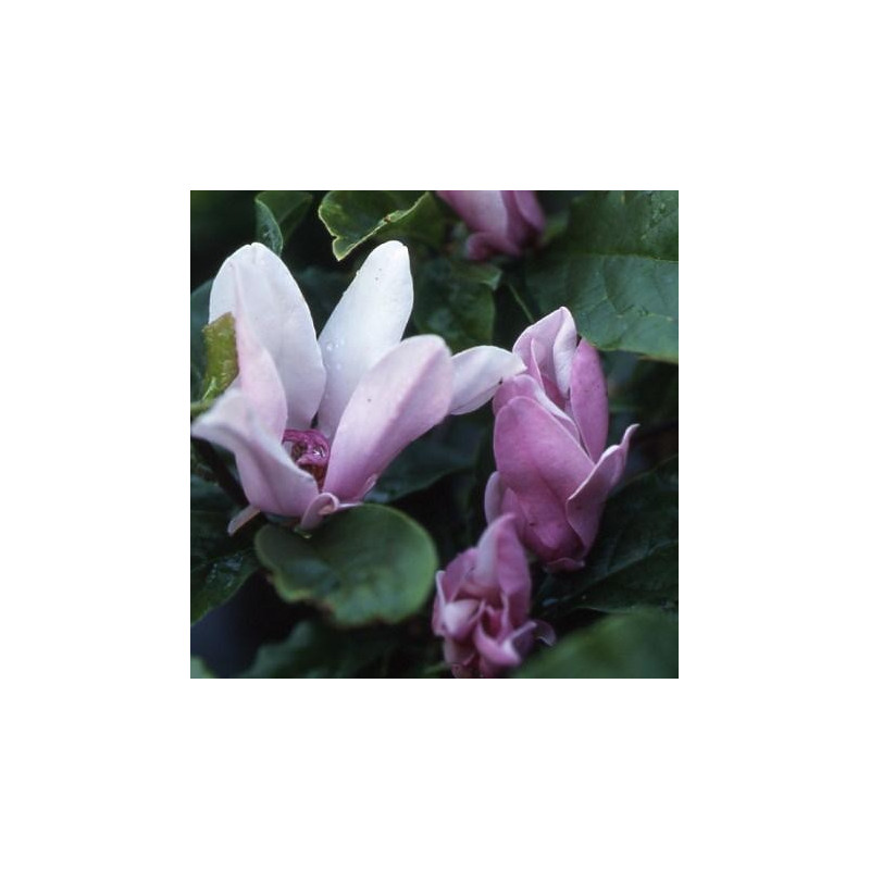 Magnolia 'George Henry Kern'