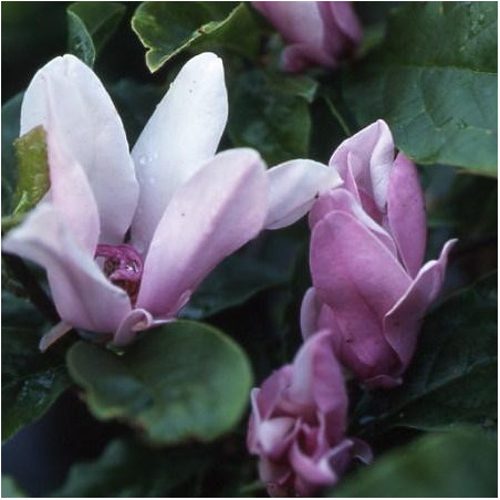 Magnolia 'George Henry Kern'