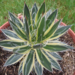 Agave shira ito no ohi 6 l