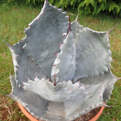 Agave colorata