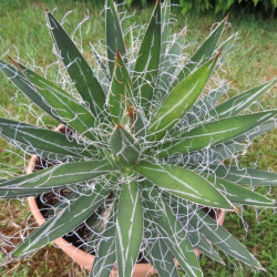 Agave schidigera 6 l