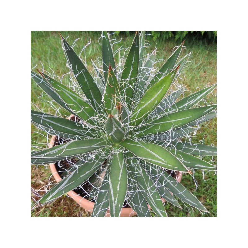 Agave schidigera 6 l