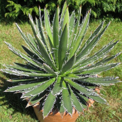 Agave schidigera