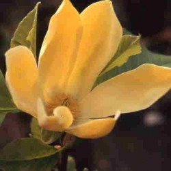 Magnolia 'golden joy'