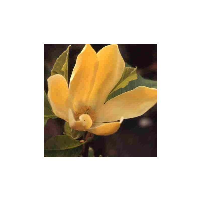 Magnolia 'golden joy'