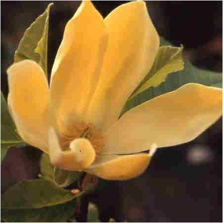 Magnolia 'golden joy'