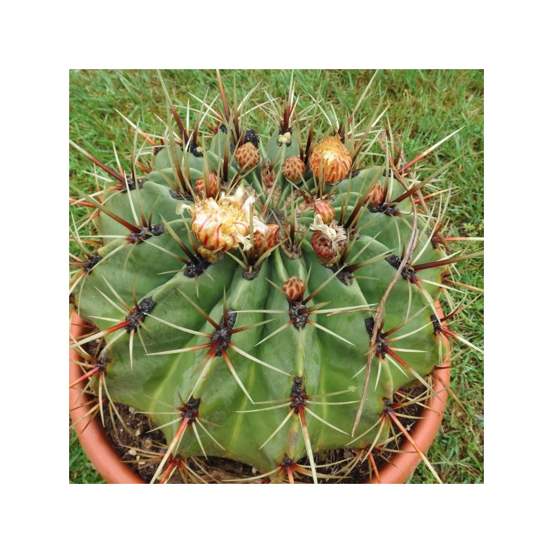 Ferocactus histrix