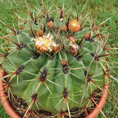 Ferocactus histrix