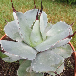 Agave parryi truncata