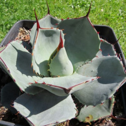 Agave parryi truncata