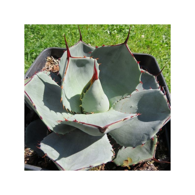 Agave parryi truncata 3 l