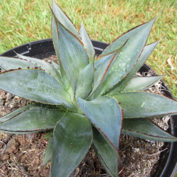 Agave 'blue glow' striata