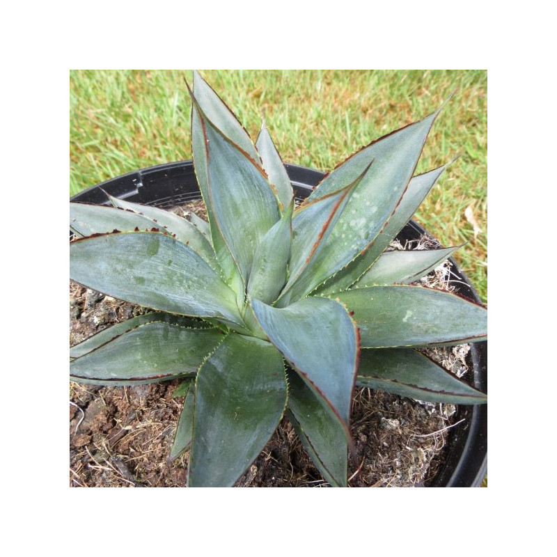 Agave 'blue glow' striata