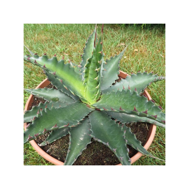 Agave gentryi jaws 6 l