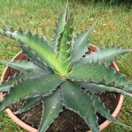 Agave gentryi jaws