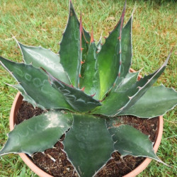 Agave montana