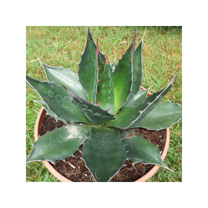 Agave montana