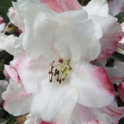 Rhododendron edgeworthii