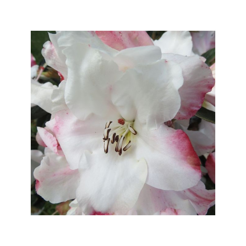 Rhododendron edgeworthii