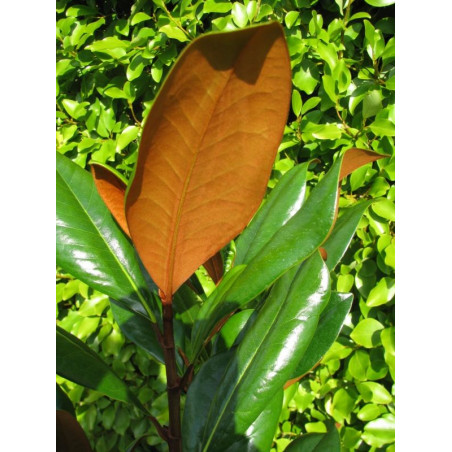 Magnolia grandiflora 'DD Blanchard'