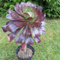 Aeonium cyclops