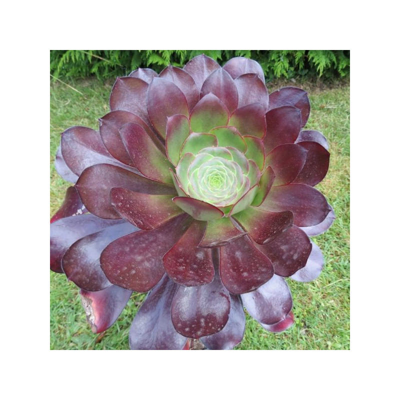 Aeonium cyclops