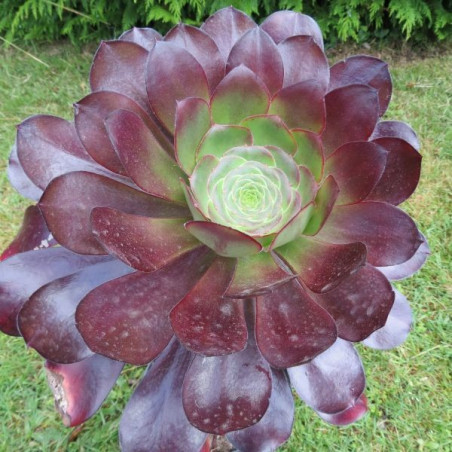 Aeonium cyclops