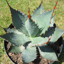 Agave wocomahi