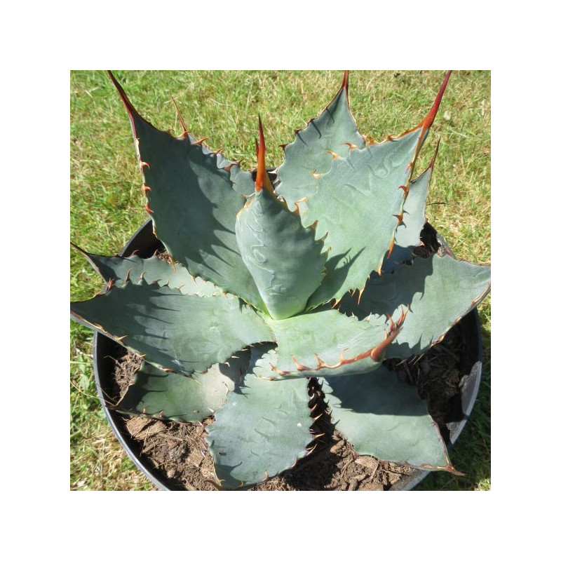 Agave wocomahi