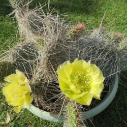 Opuntia polyacantha Louise