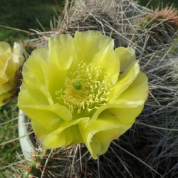 Opuntia polyacantha Louise