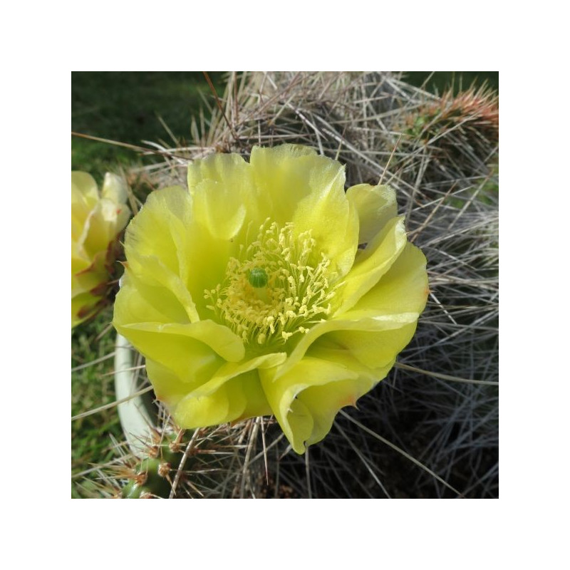 Opuntia polyacantha Louise