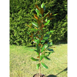 Magnolia grandiflora 'DD Blanchard' plant