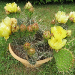 Opuntia macrorhyza Susanne