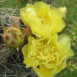 Opuntia macrorhyza Susanne